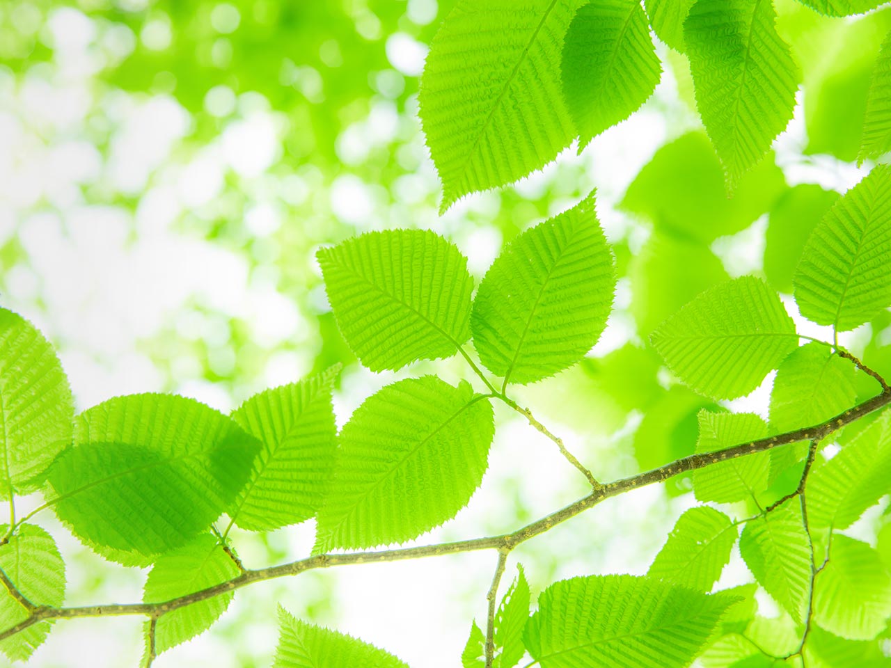 園芸サービス - 株式会社真和園