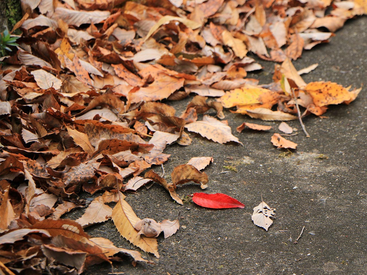 園芸サービス - 株式会社真和園