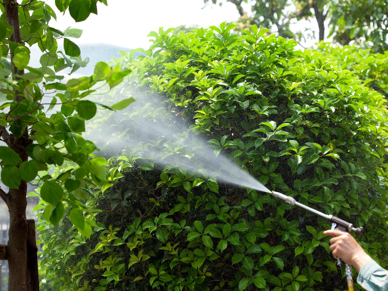 園芸サービス - 株式会社真和園