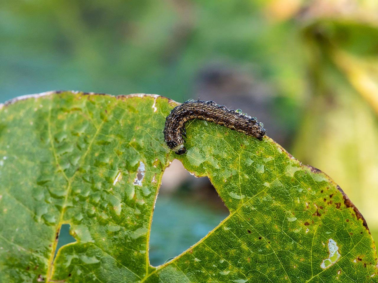 園芸サービス - 株式会社真和園