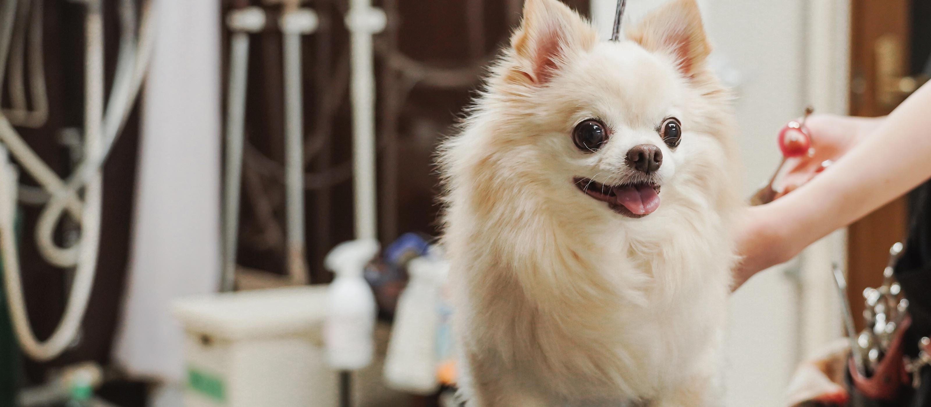 ドッグサロン - 笑王株式会社