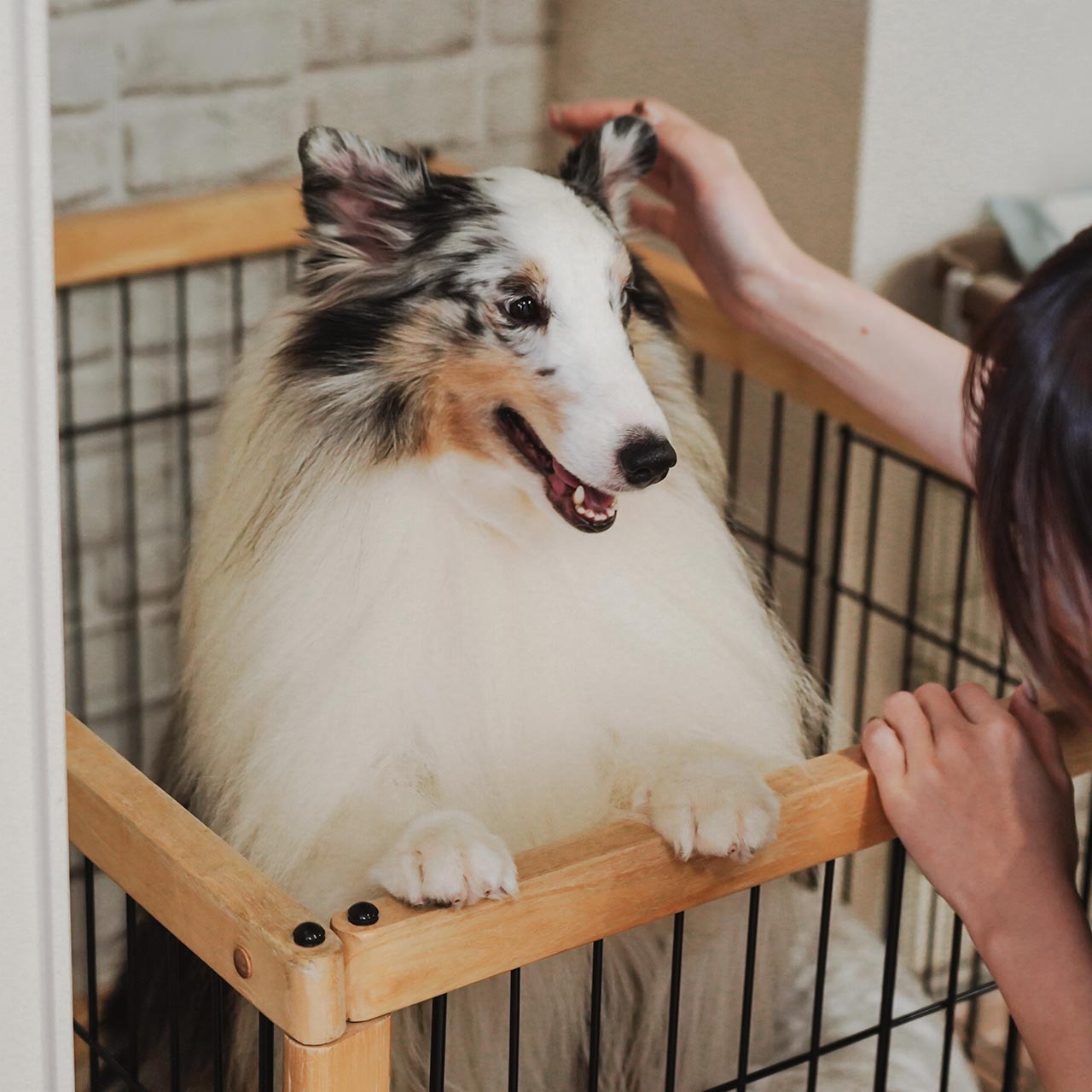 ドッグサロン - 笑王株式会社