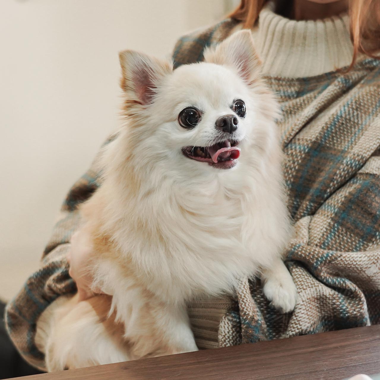 ドッグサロン - 笑王株式会社