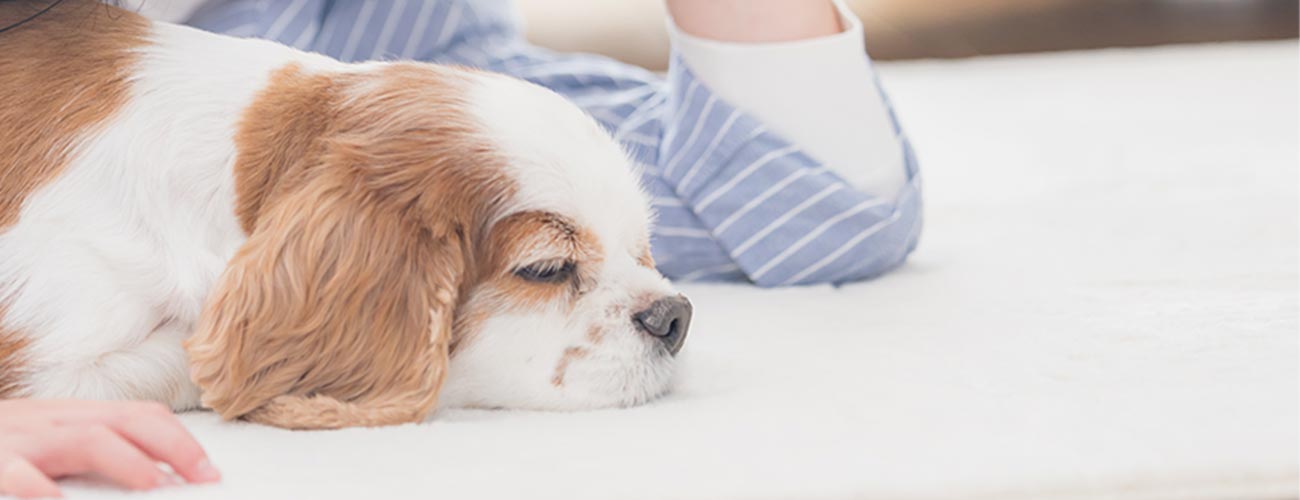 TOP - 株式会社彩家