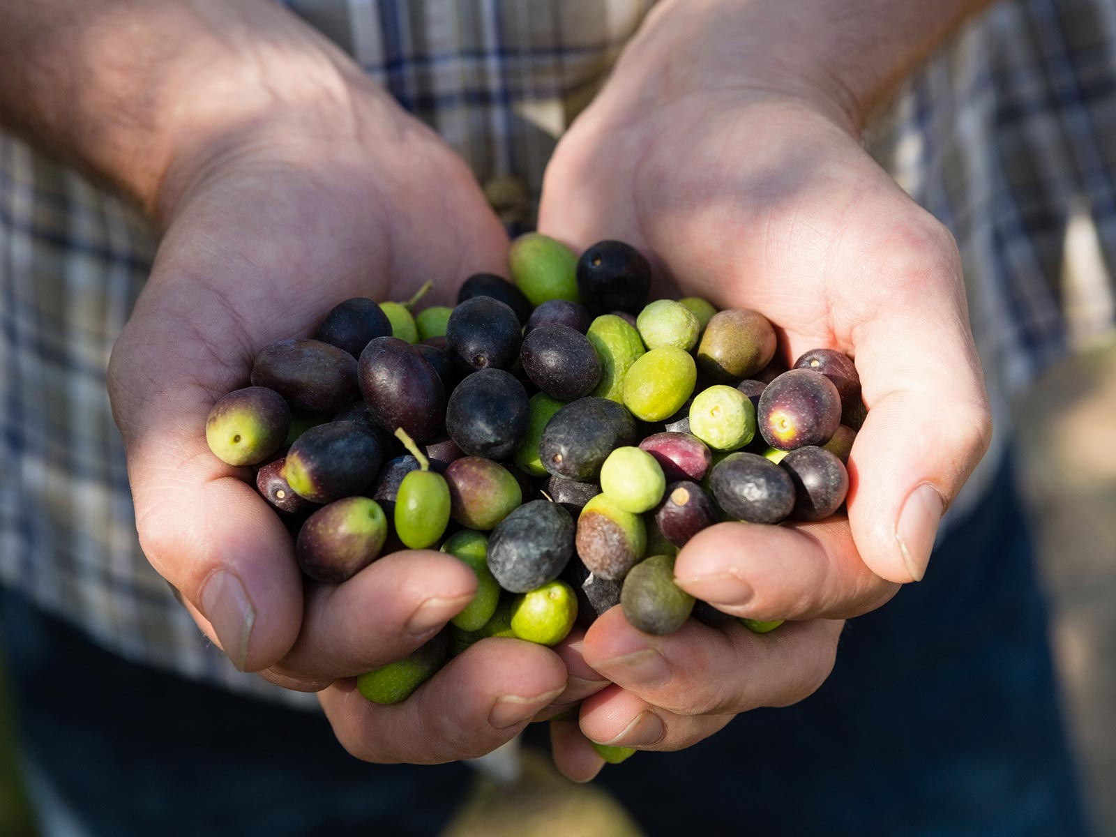 オリーブオイル・塩 - 株式会社おしおりーぶ