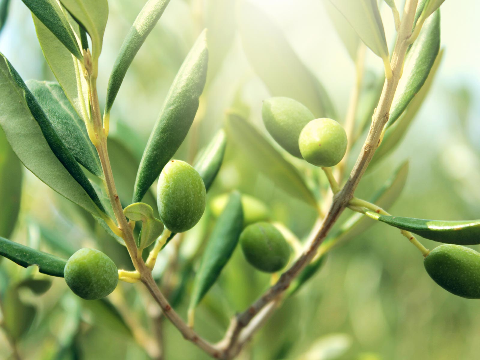 オリーブオイル・塩 - 株式会社おしおりーぶ