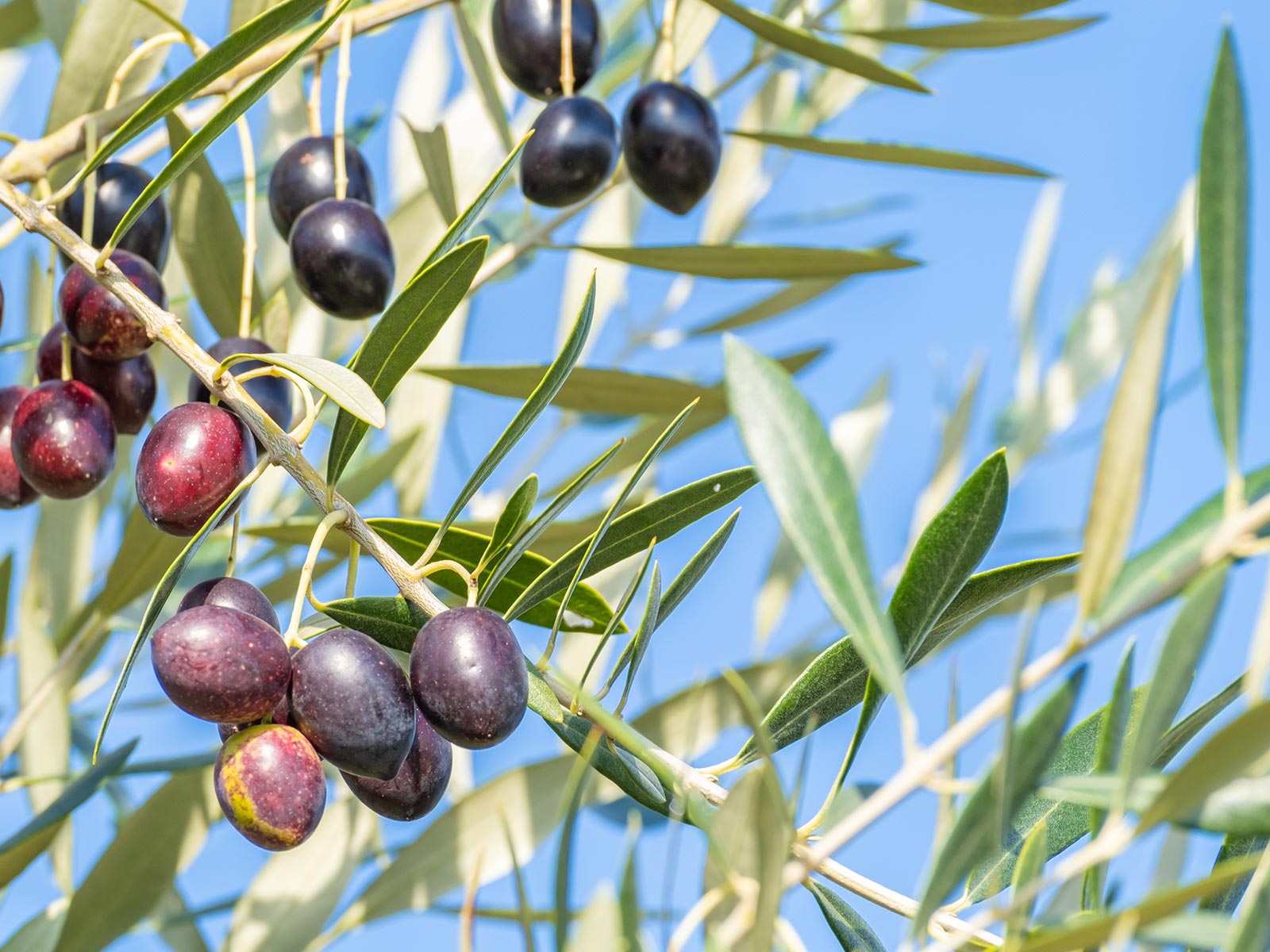 オリーブオイル・塩 - 株式会社おしおりーぶ