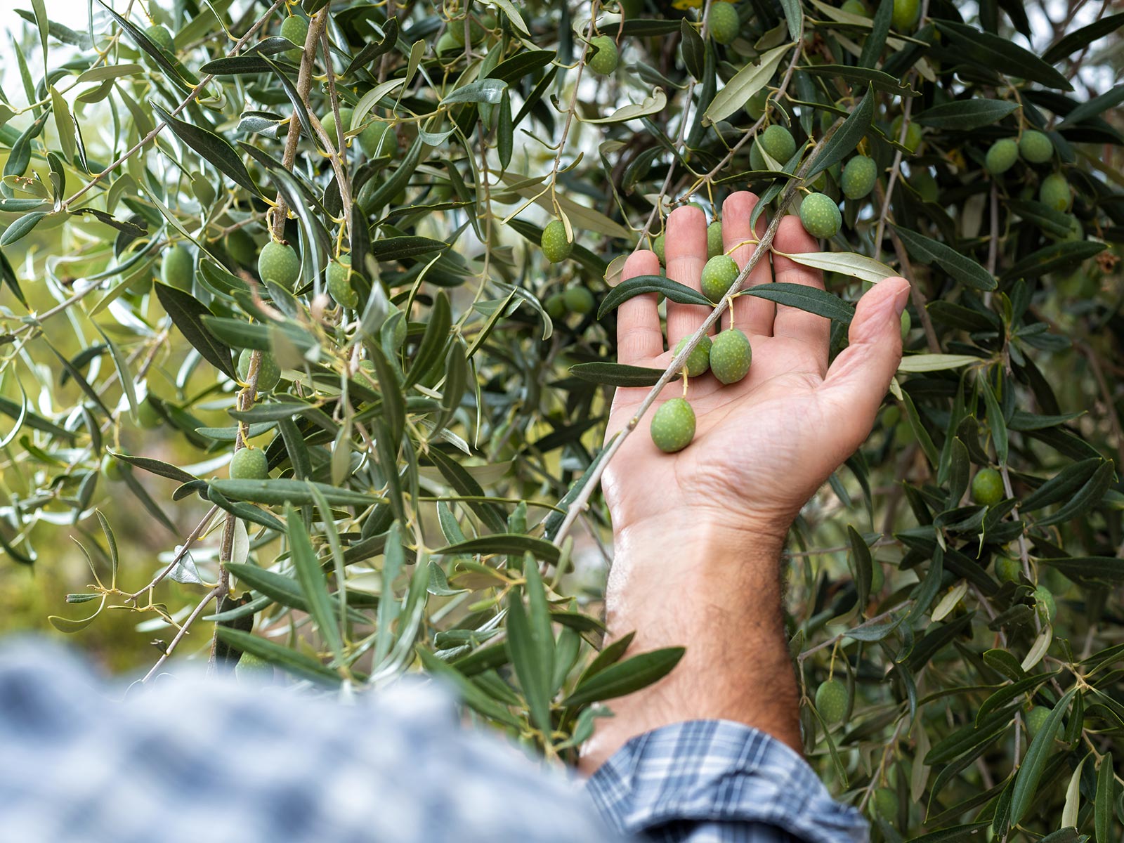 オリーブオイル・塩 - 株式会社おしおりーぶ