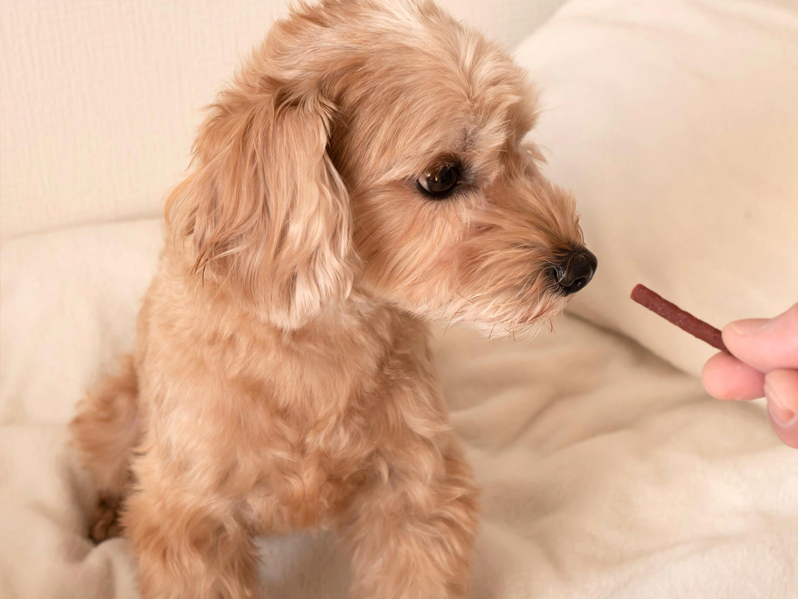 お魚ジャーキー - 株式会社 AND J’s