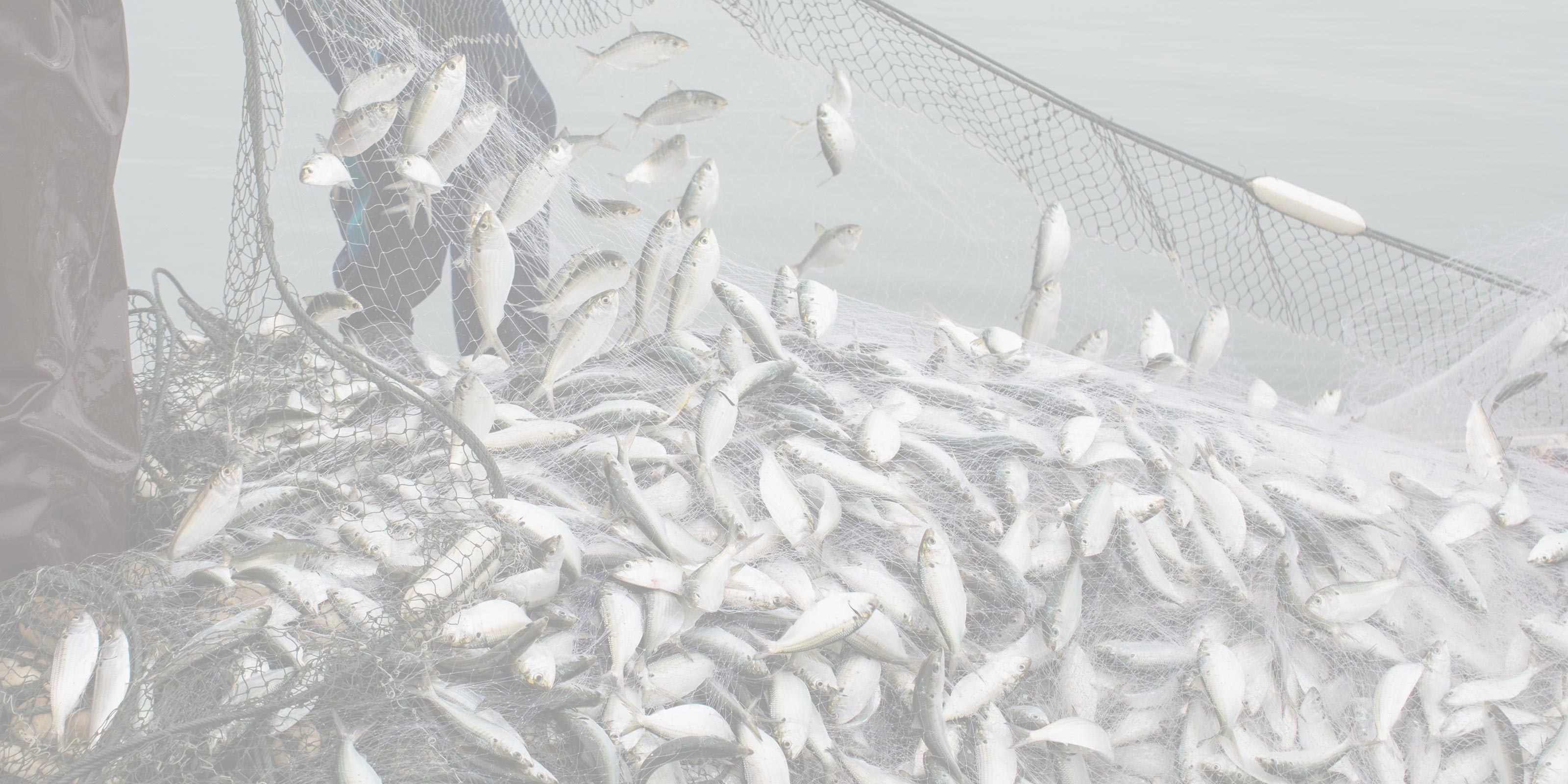 お魚ジャーキー - 株式会社 AND J’s