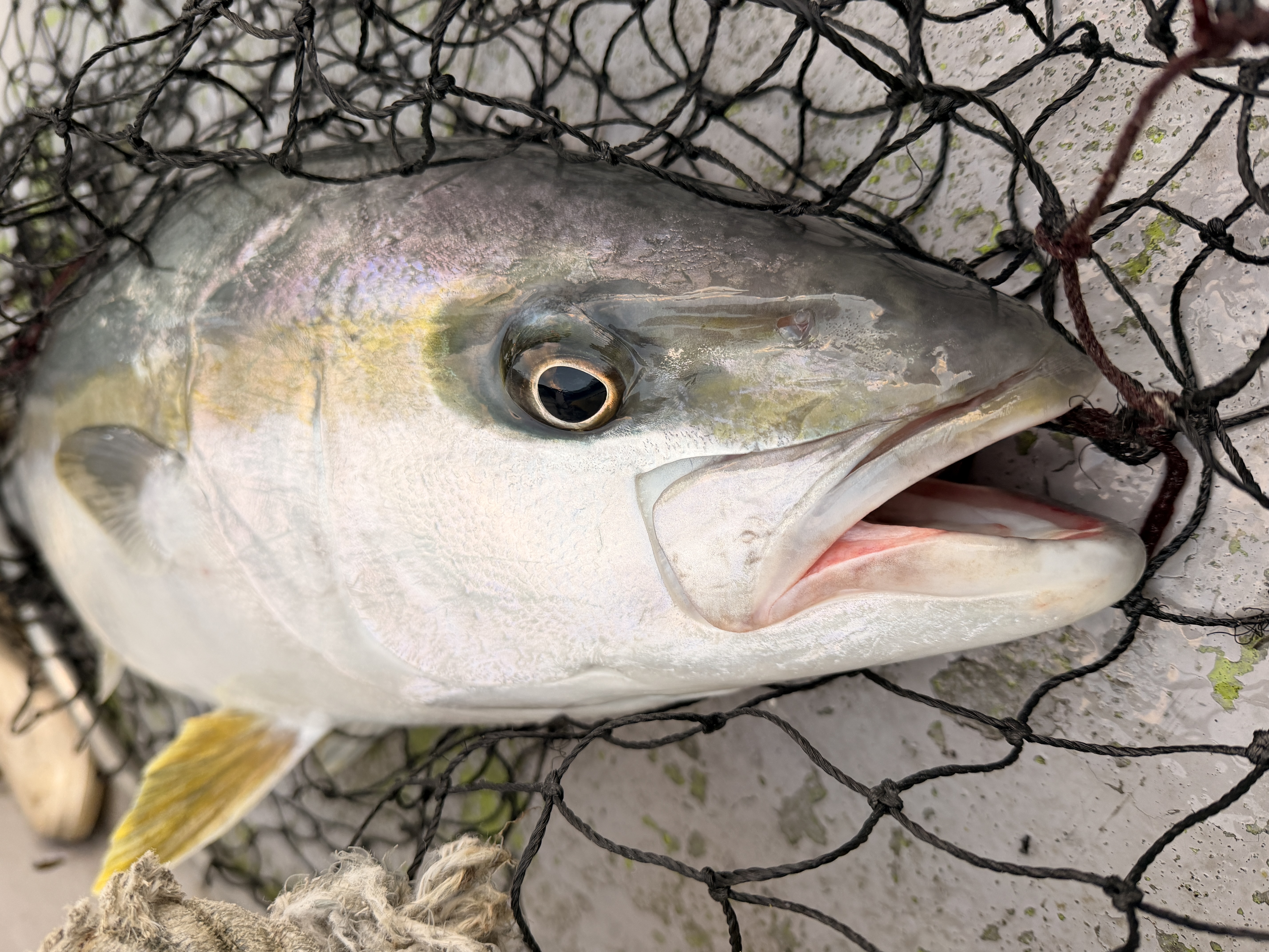 お魚ジャーキー - 株式会社 AND J’s