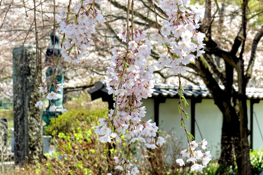 葬儀 - 龍燈山蓮華院清水寺
