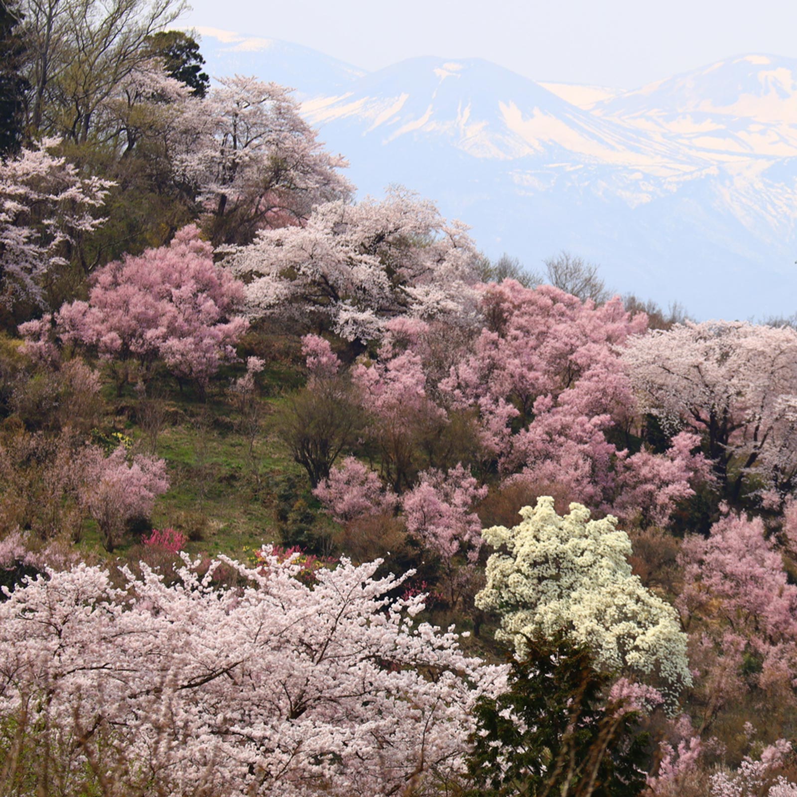見松寺の想いと景観 - 宗教法人見松寺