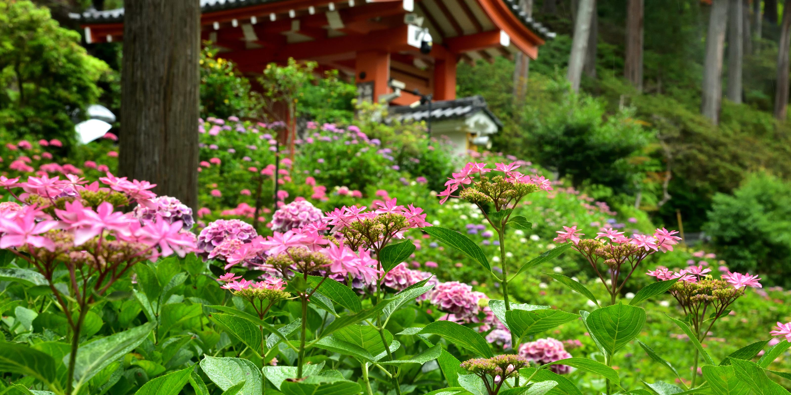 ご見学とご相談 - 宗教法人見松寺