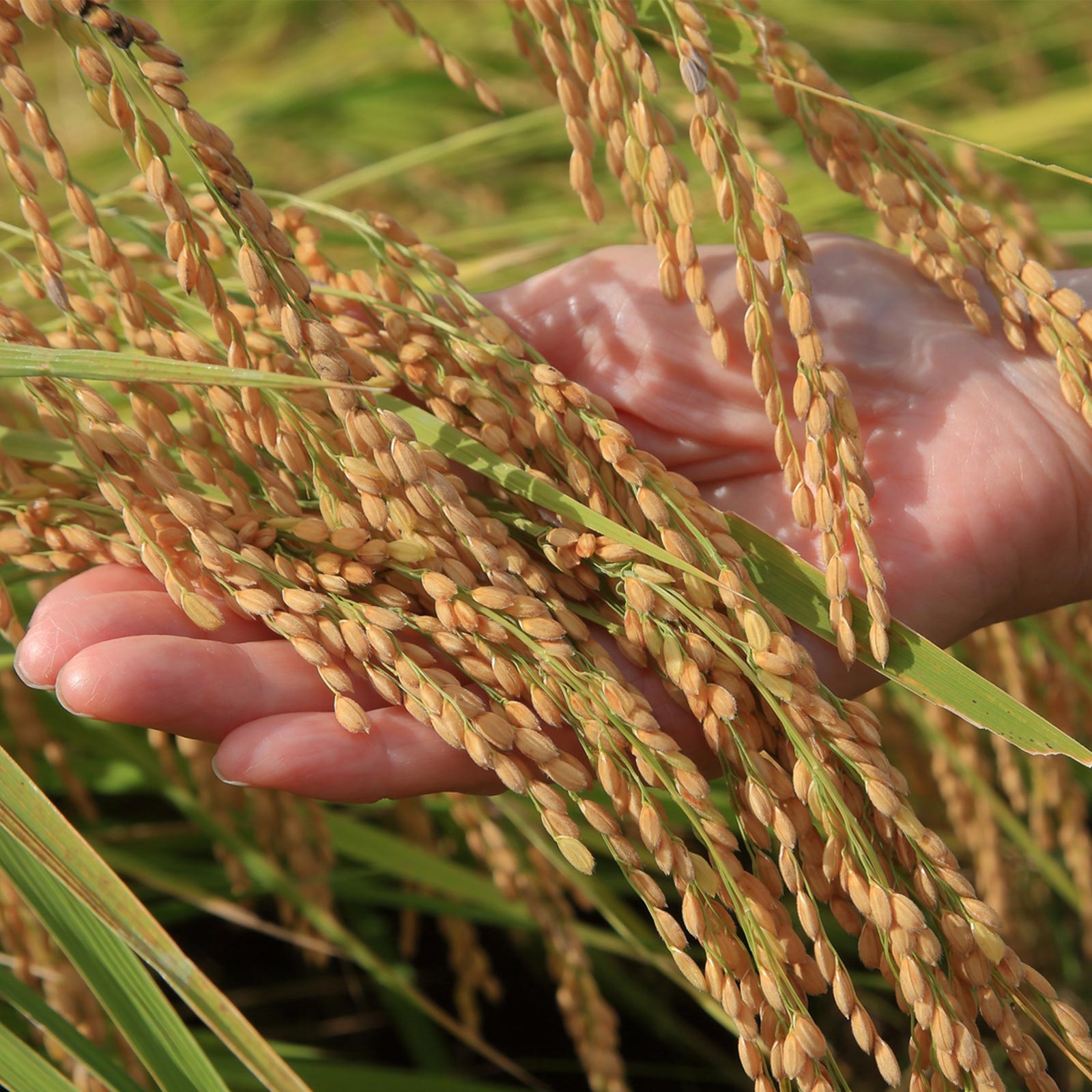 有機甘酒 - 株式会社Libelime