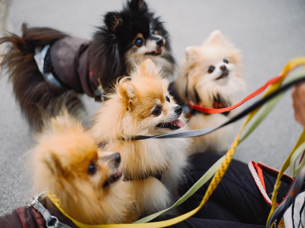 犬用ペットフード - 株式会社ビーブリッジ