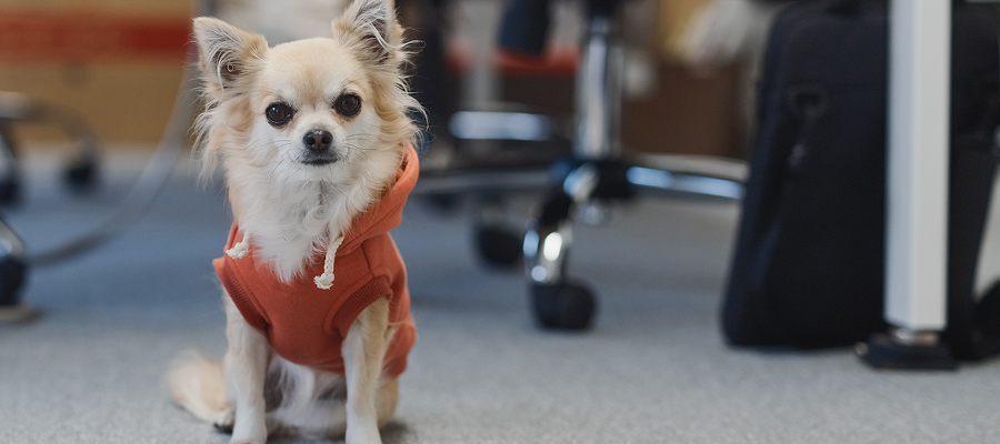 犬用ペットフード - 株式会社ビーブリッジ