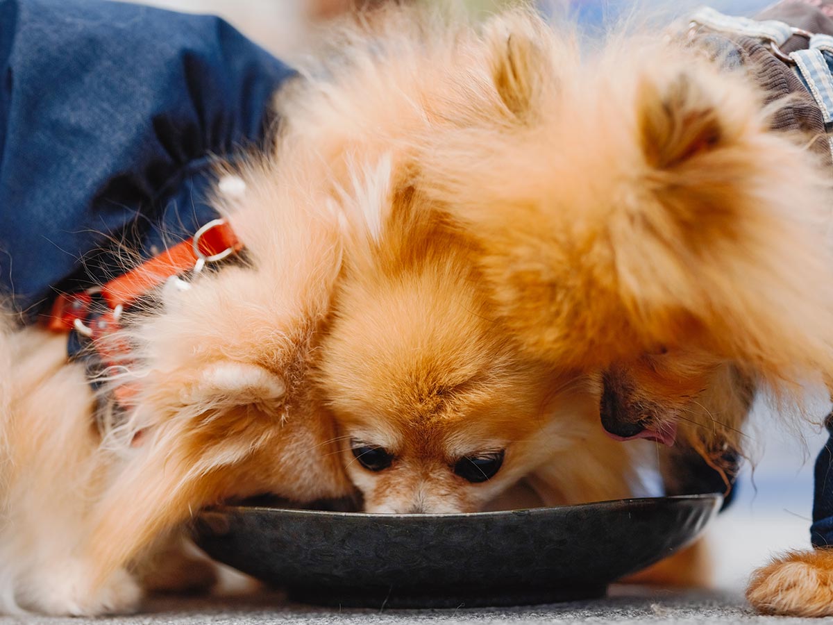 犬用ペットフード - 株式会社ビーブリッジ