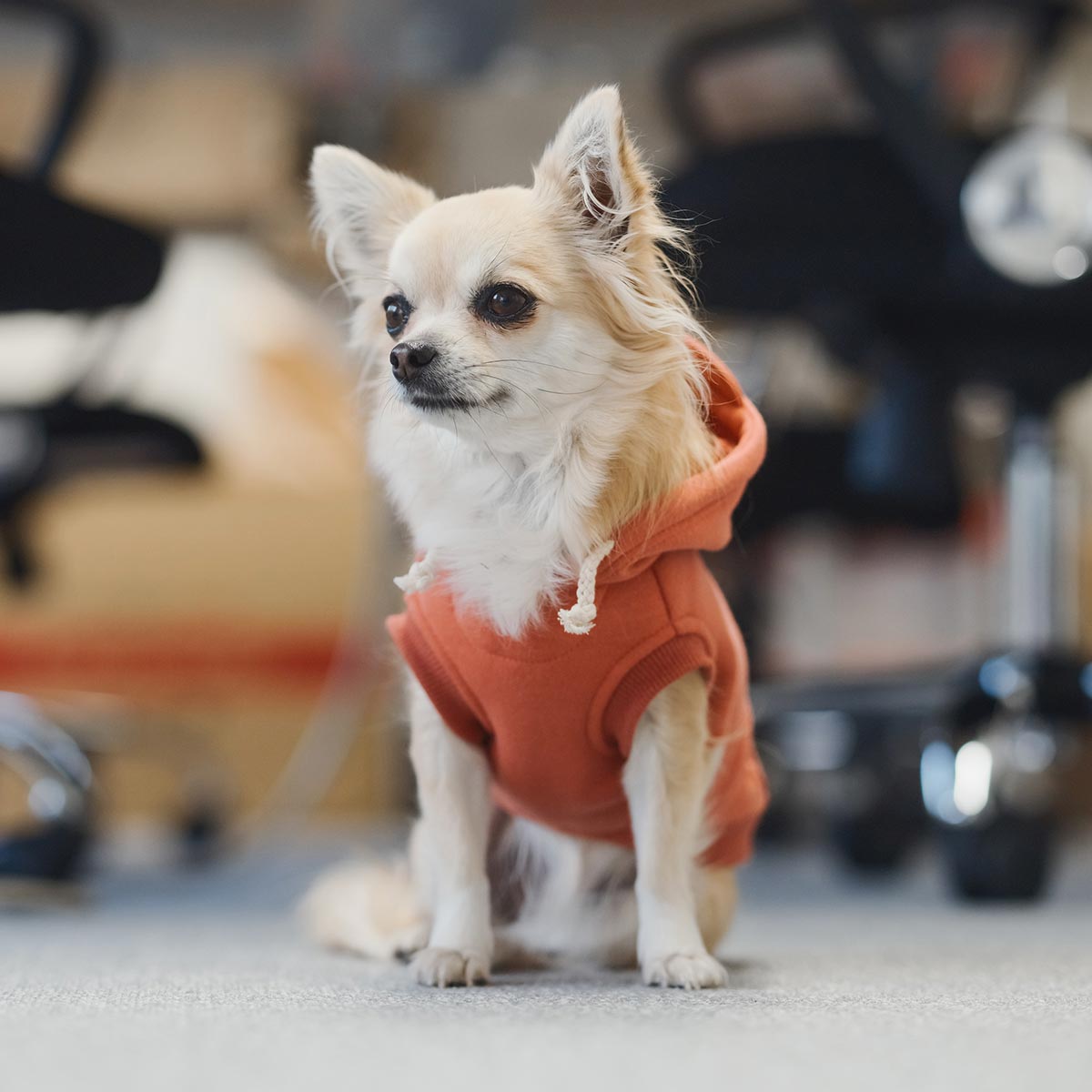 犬用ペットフード - 株式会社ビーブリッジ