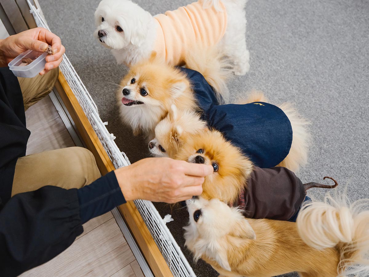 犬用ペットフード - 株式会社ビーブリッジ
