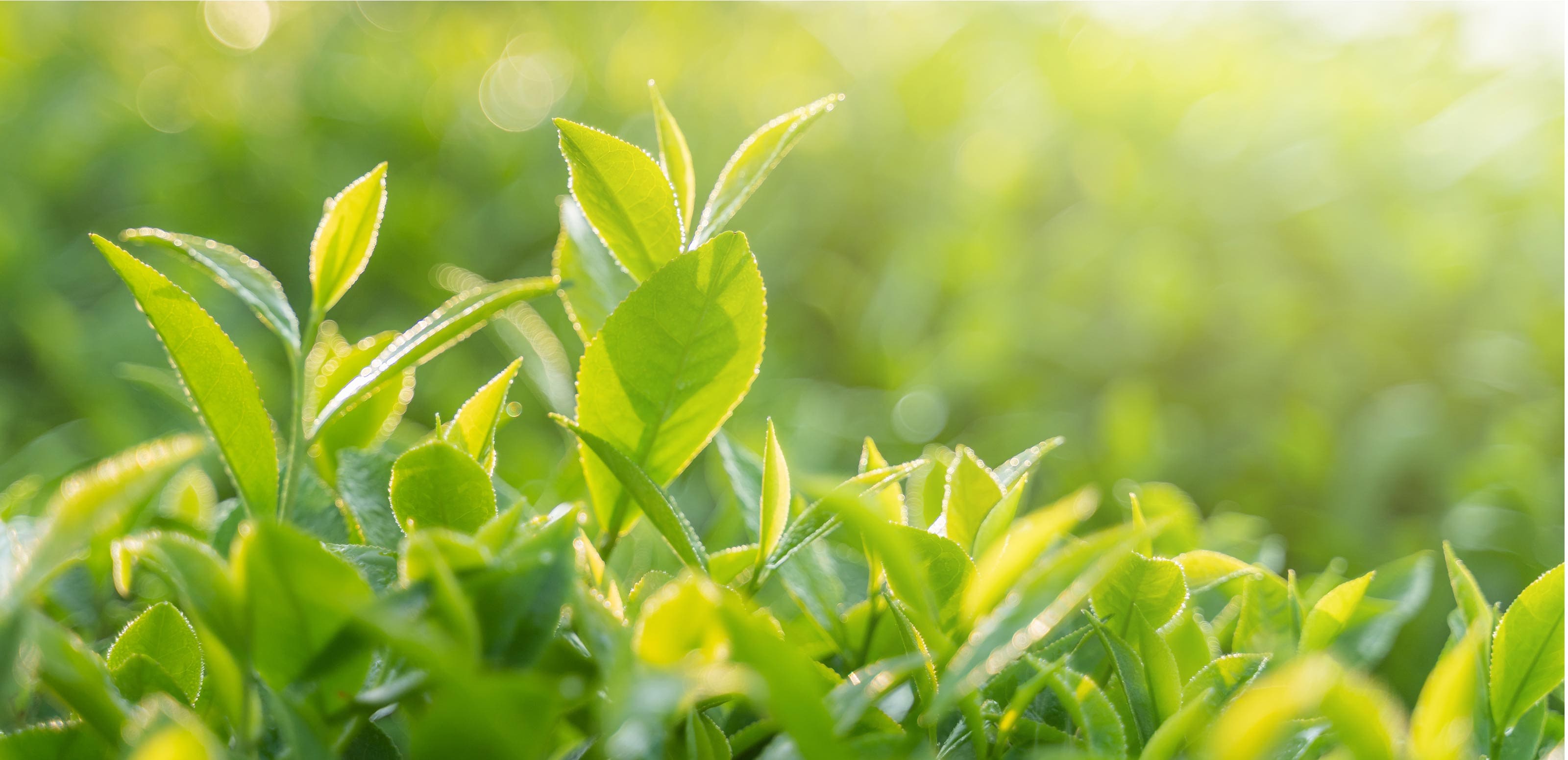 海苔・お茶の御販売 - 山丸海苔店