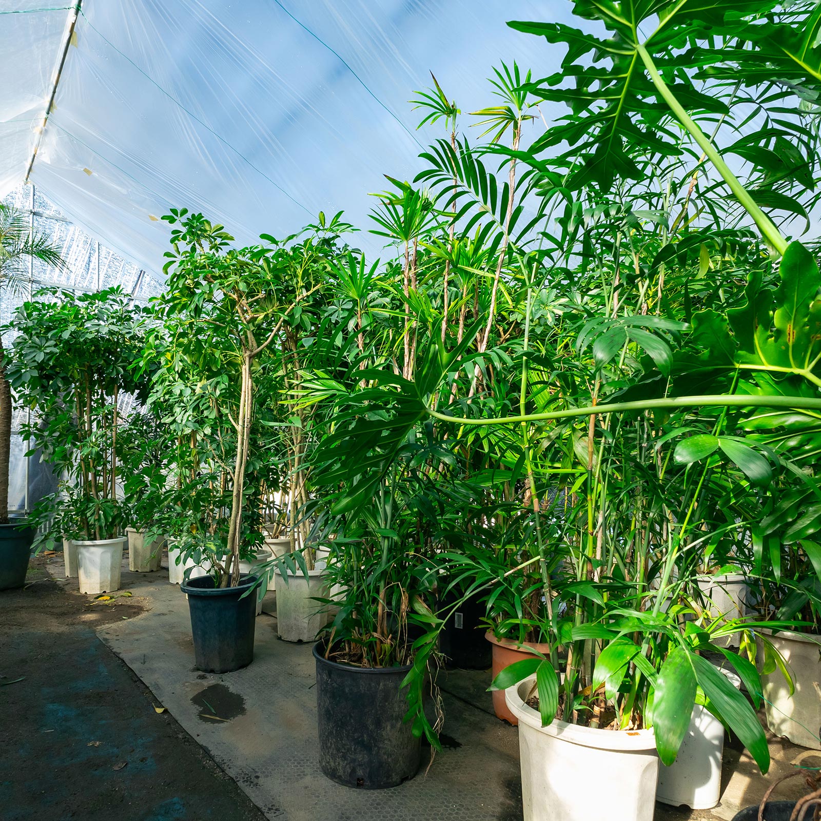 観葉植物 - 有限会社 エム・ツー・グリーン