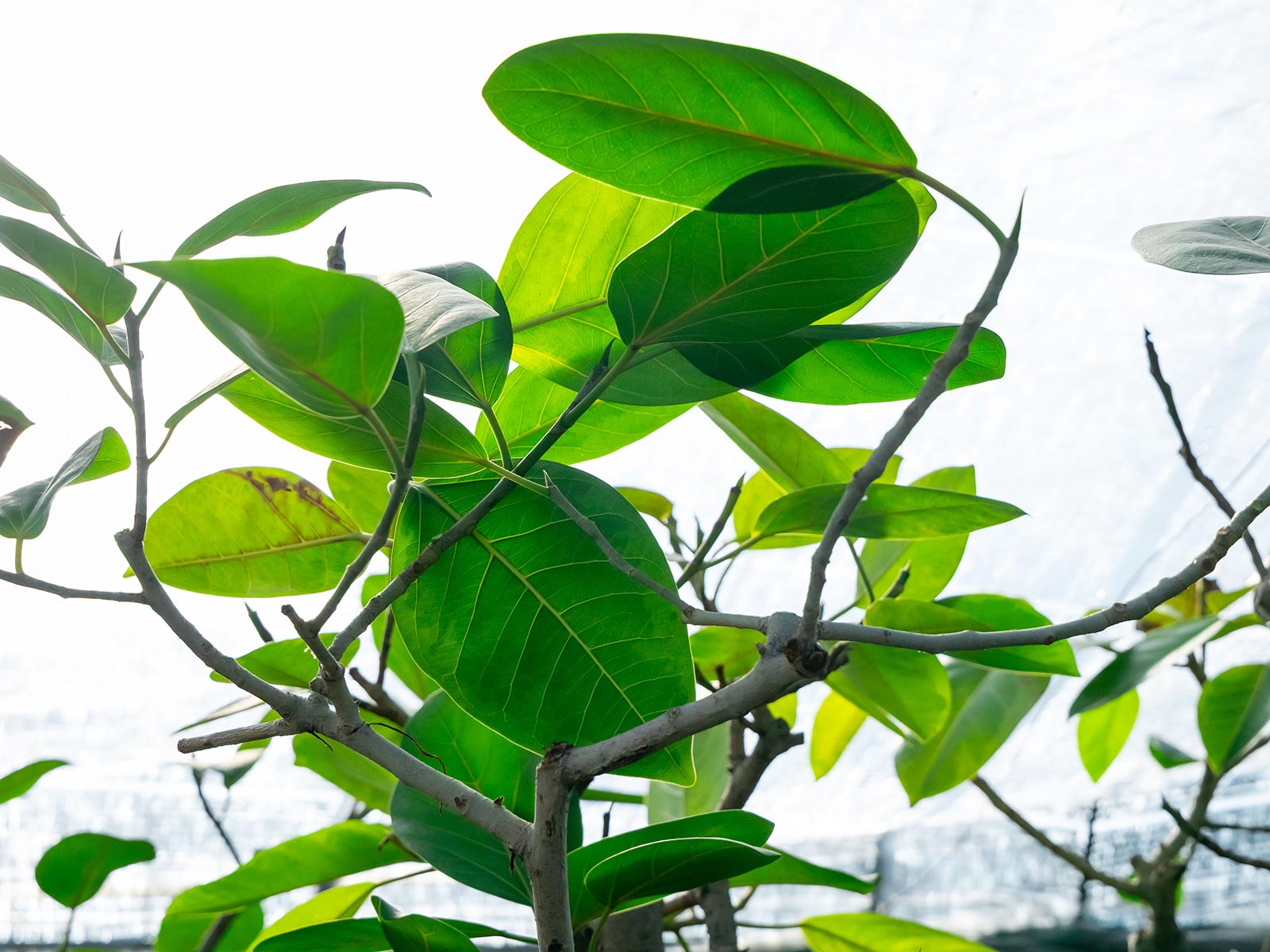 私たちの想い - 有限会社 エム・ツー・グリーン