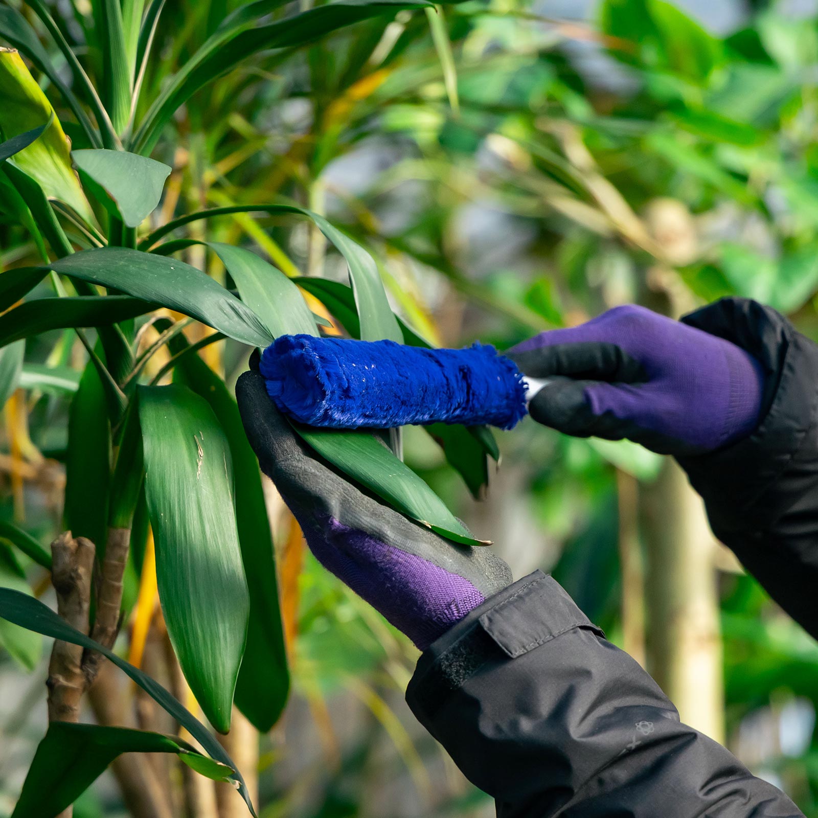 観葉植物 - 有限会社 エム・ツー・グリーン