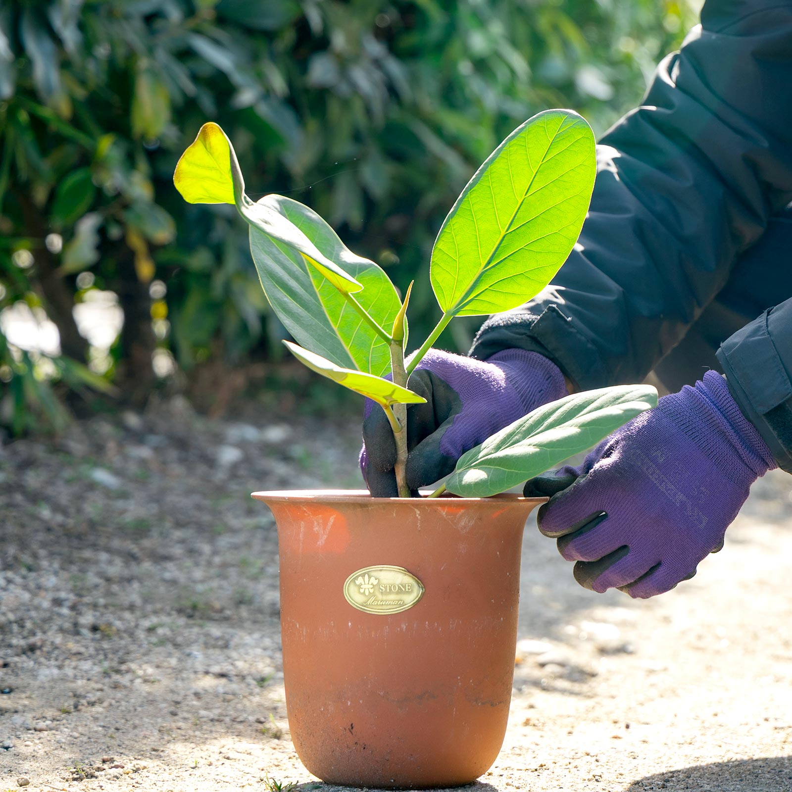 TOP - 有限会社 エム・ツー・グリーン