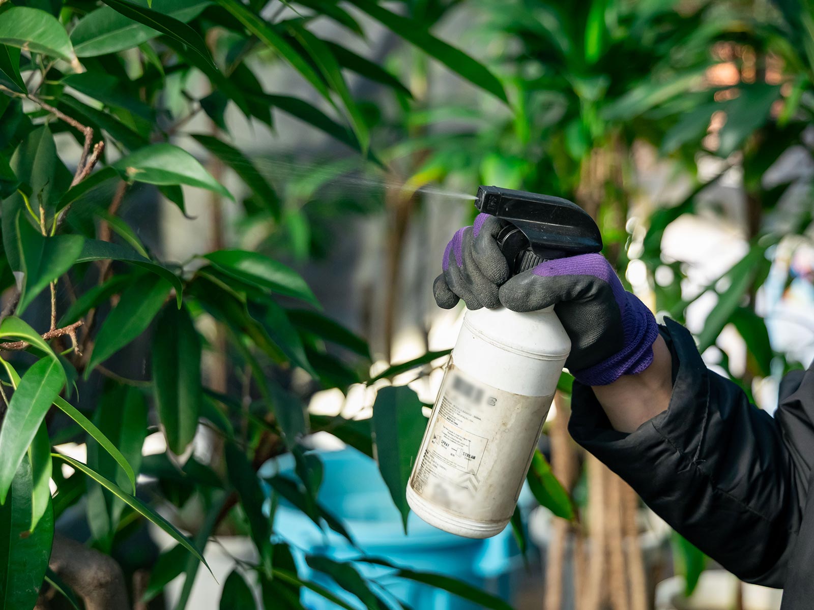 観葉植物 - 有限会社 エム・ツー・グリーン