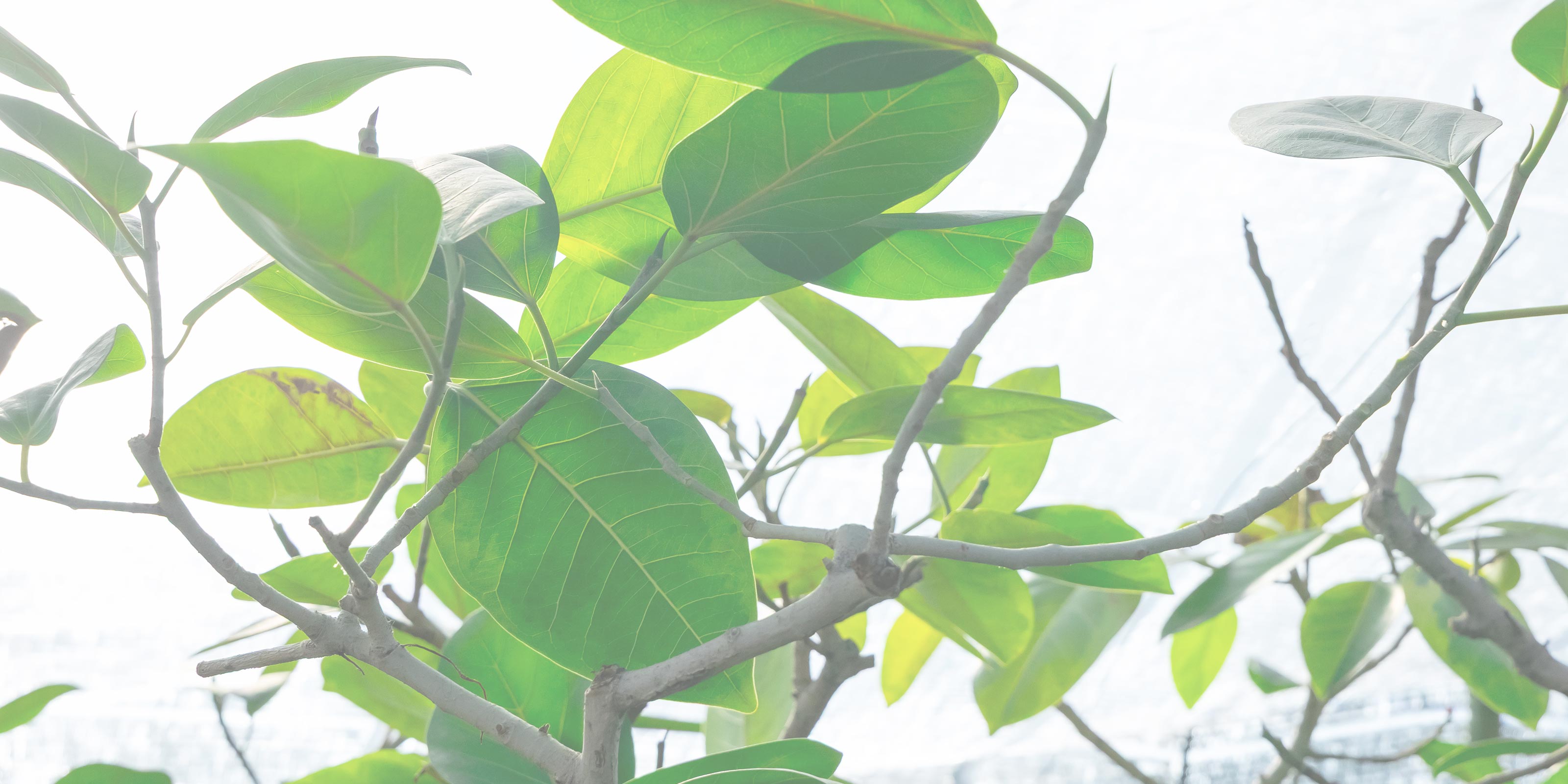 観葉植物 - 有限会社 エム・ツー・グリーン