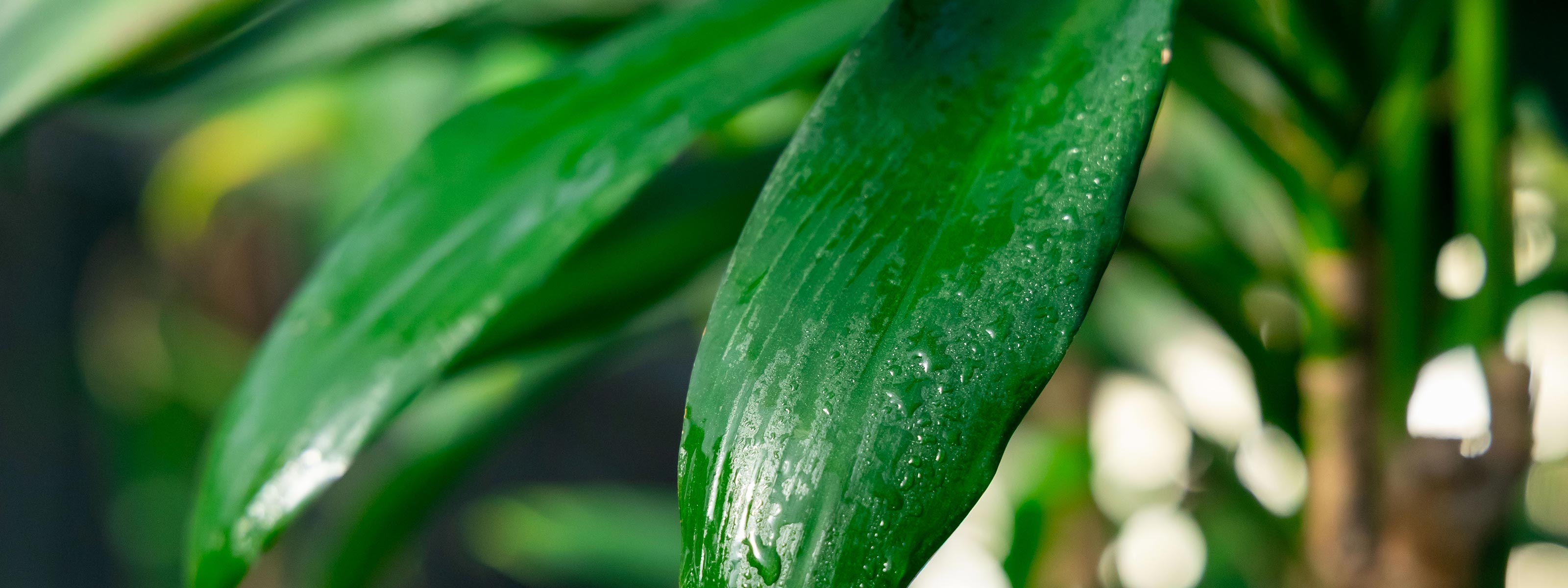 事業内容 - 有限会社 エム・ツー・グリーン