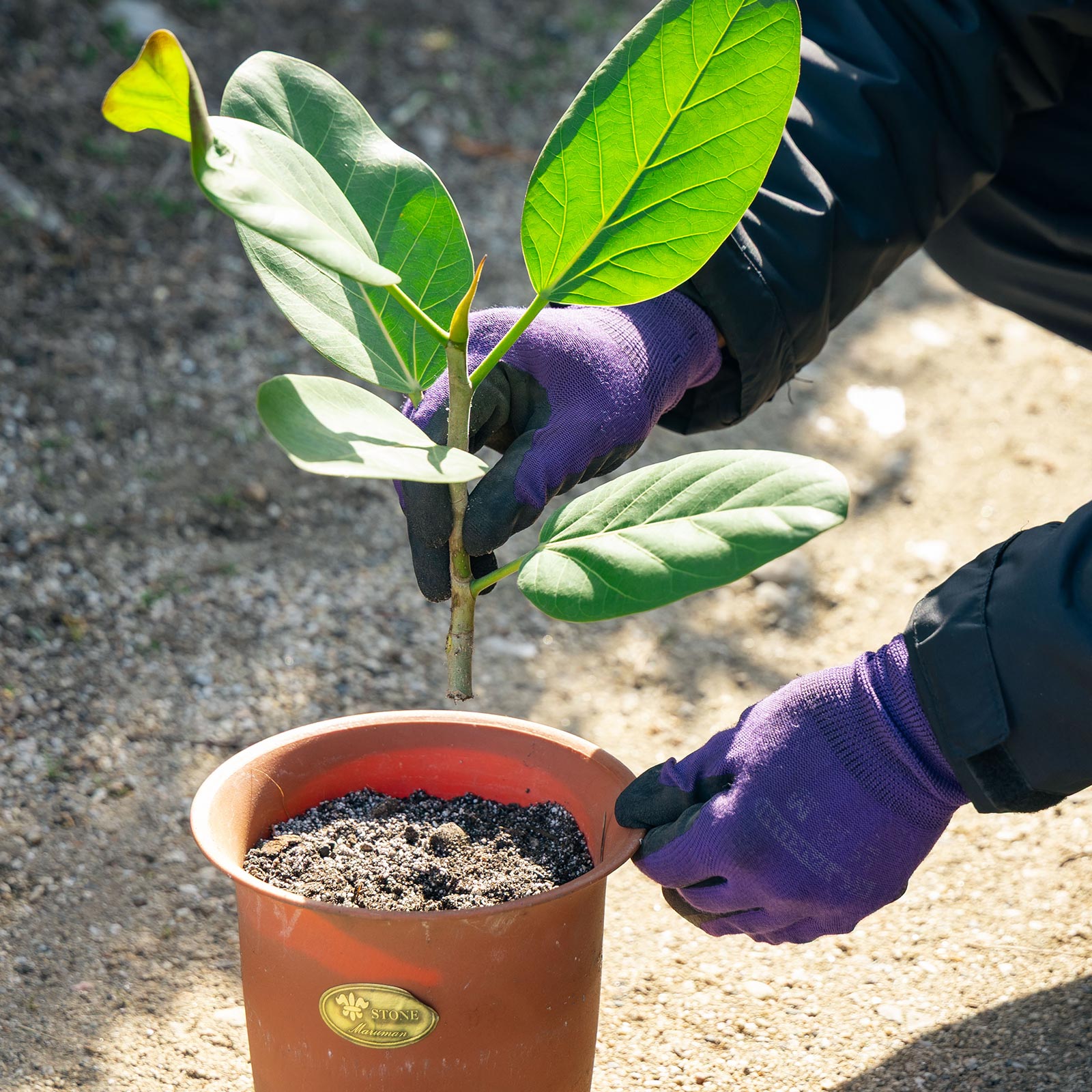 観葉植物 - 有限会社 エム・ツー・グリーン