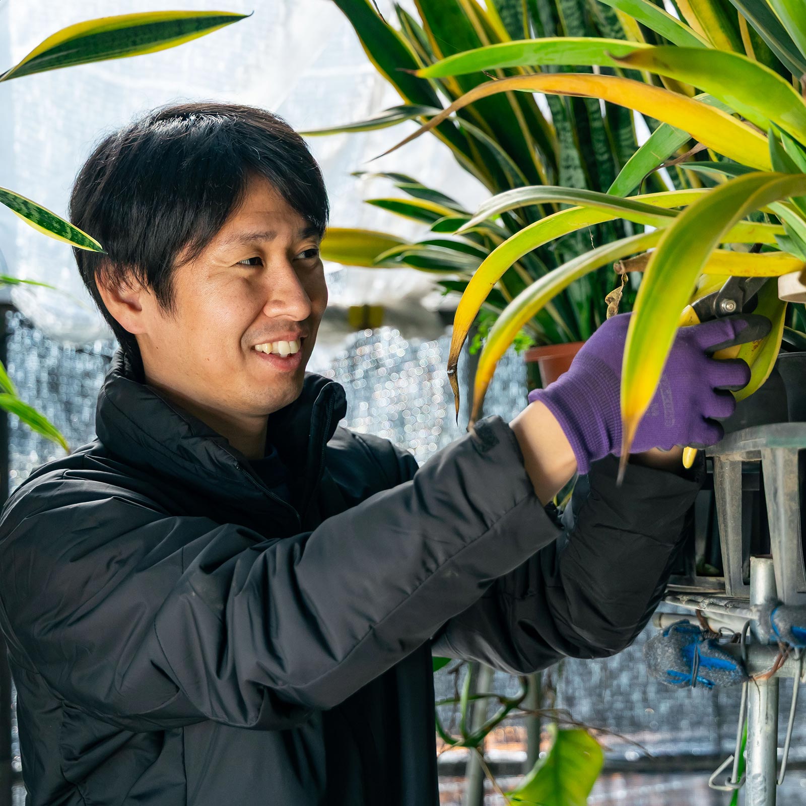 観葉植物 - 有限会社 エム・ツー・グリーン