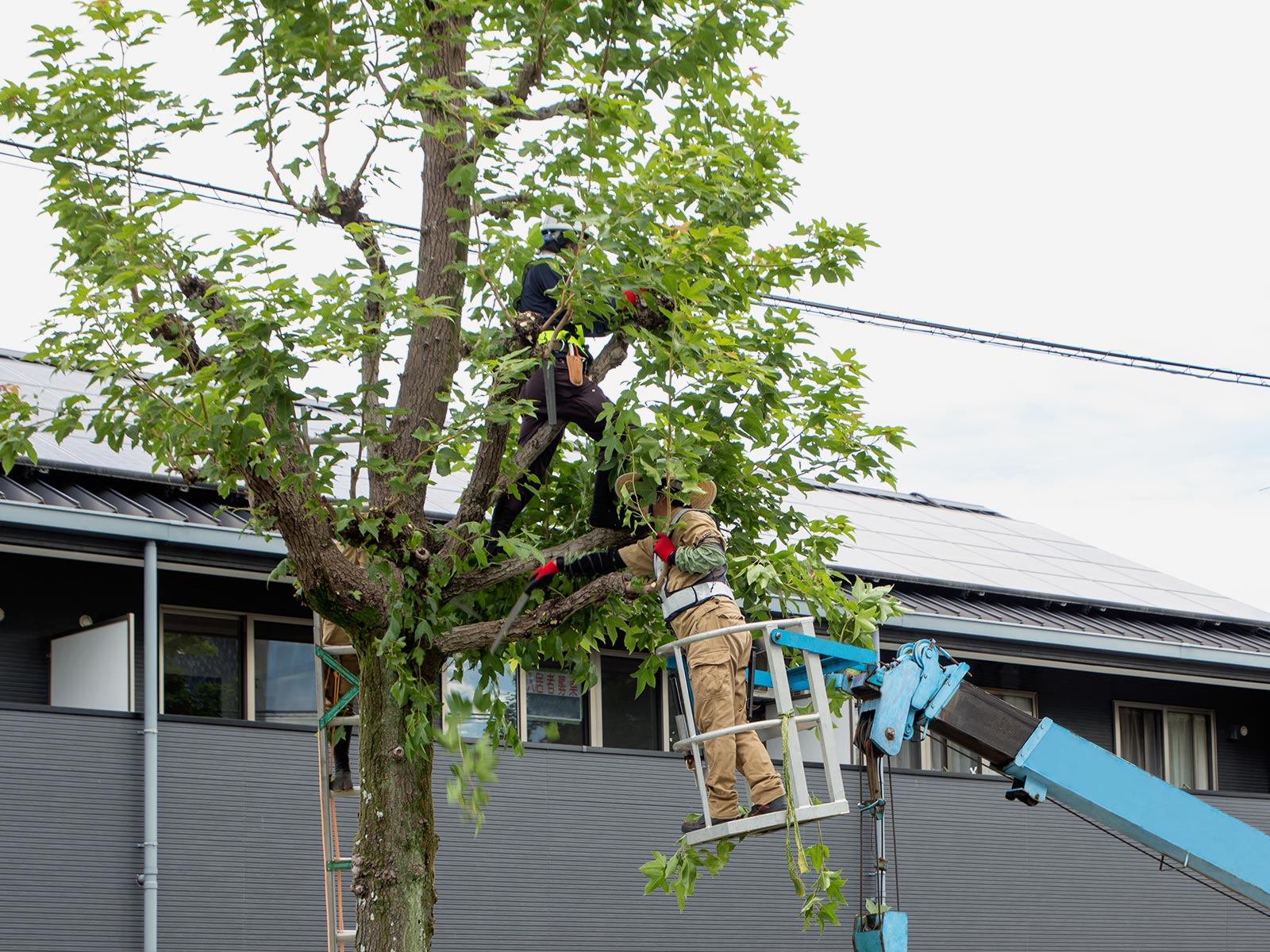 緑地伐採管理 - 株式会社緑心園
