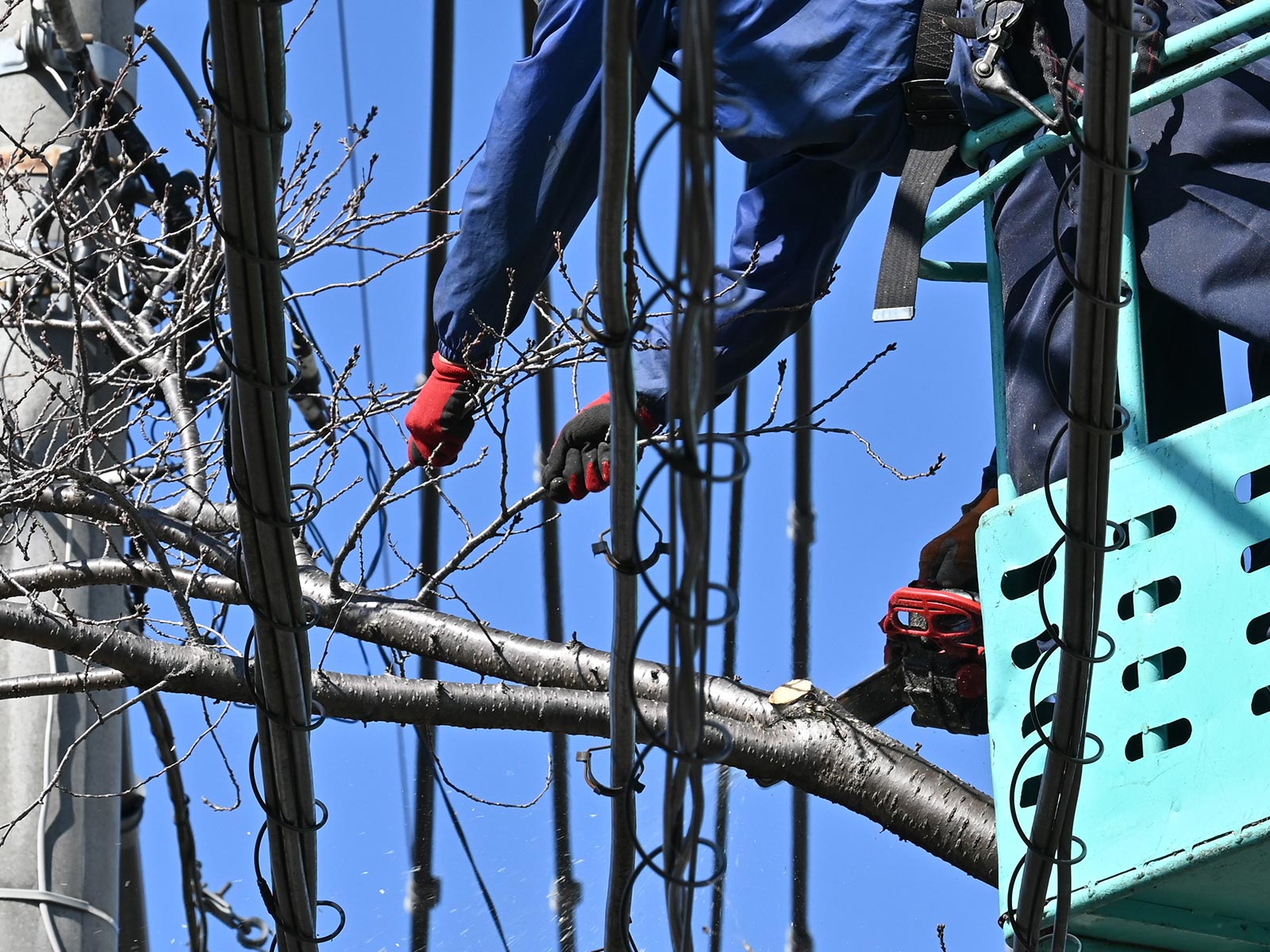 緑地伐採管理 - 株式会社緑心園