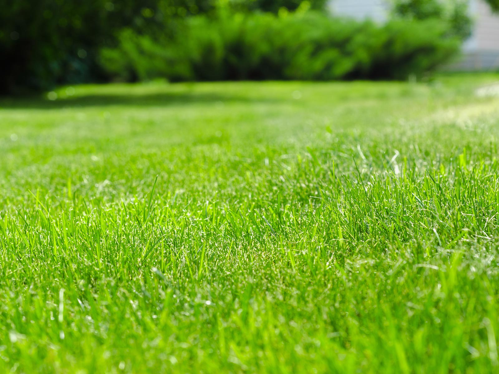 芝はり - 株式会社緑心園