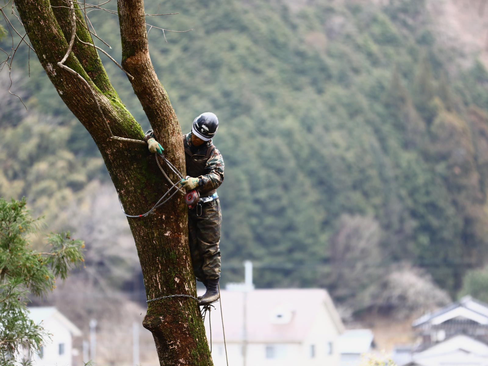 緑地伐採管理 - 株式会社緑心園