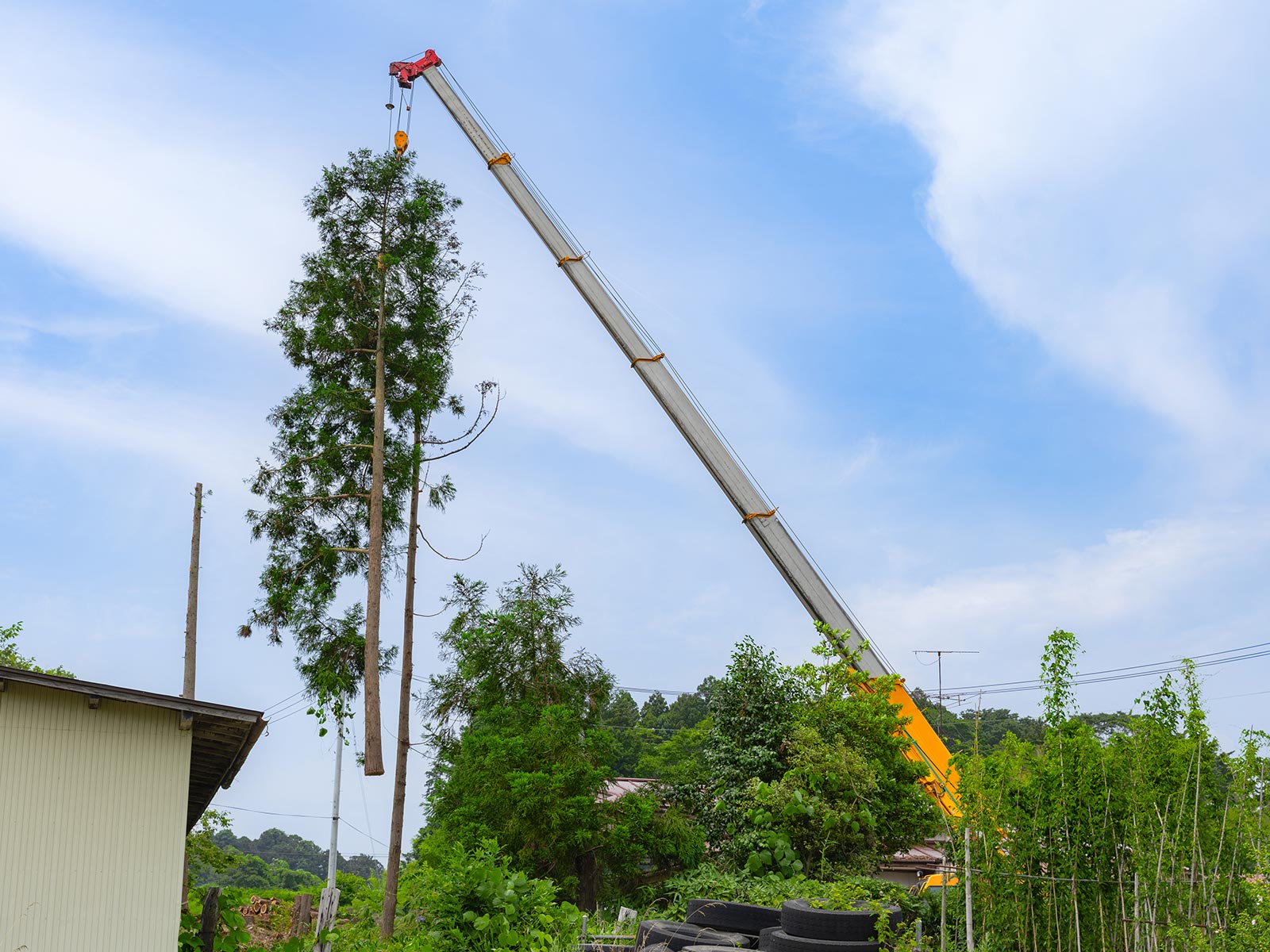 緑地伐採管理 - 株式会社緑心園
