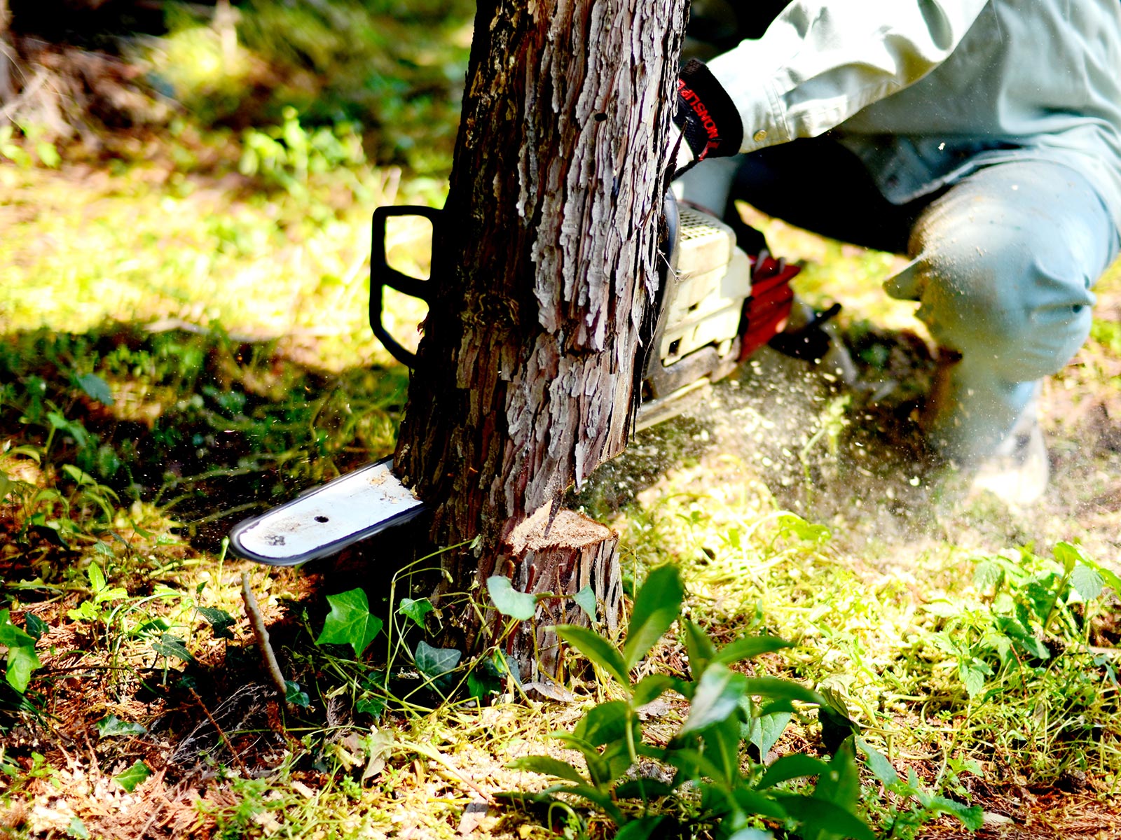 緑地伐採管理 - 株式会社緑心園