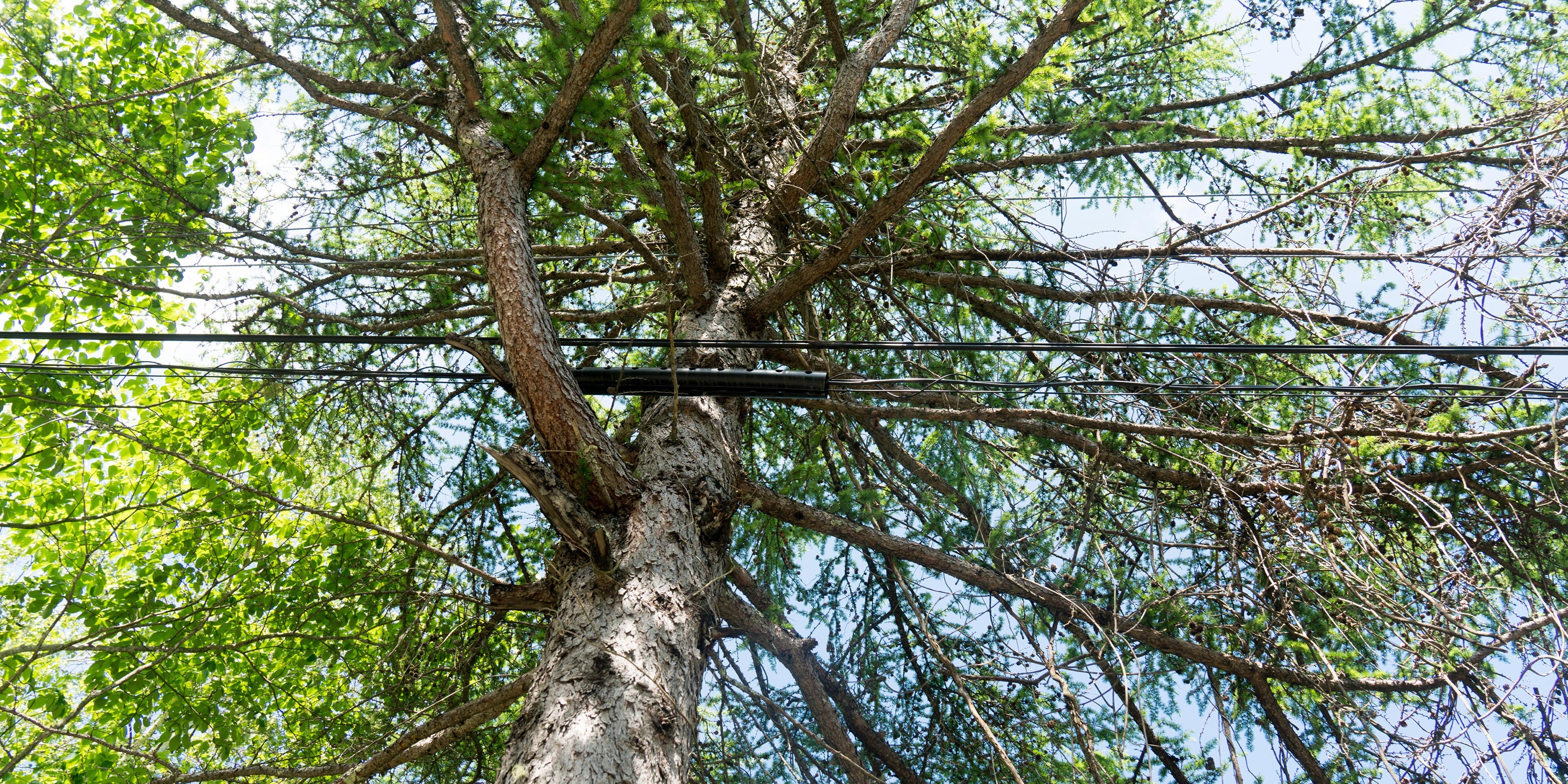 緑地伐採管理 - 株式会社緑心園