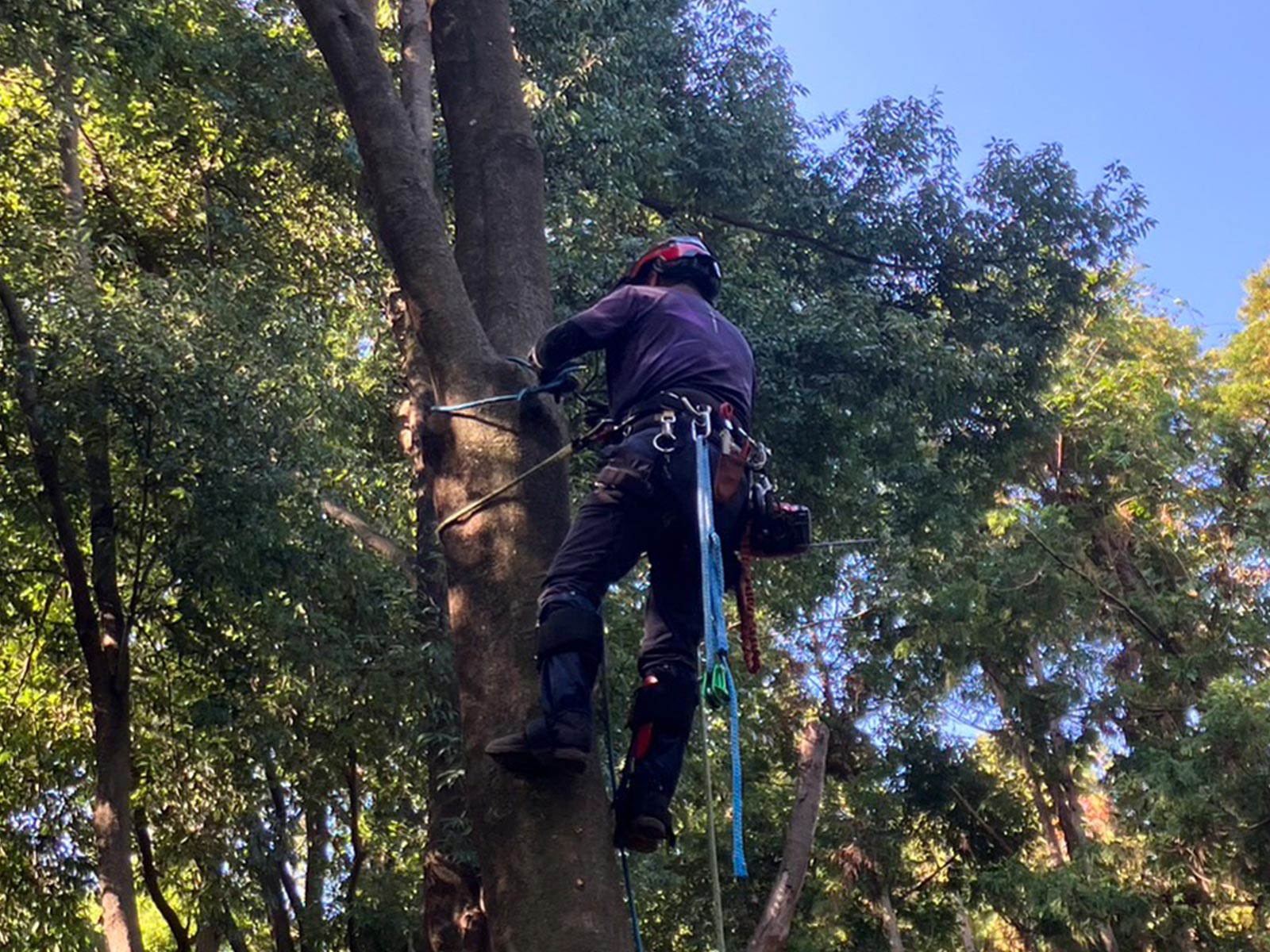 緑地伐採管理 - 株式会社緑心園