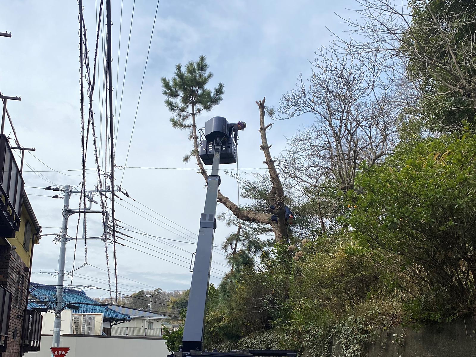 緑地伐採管理 - 株式会社緑心園