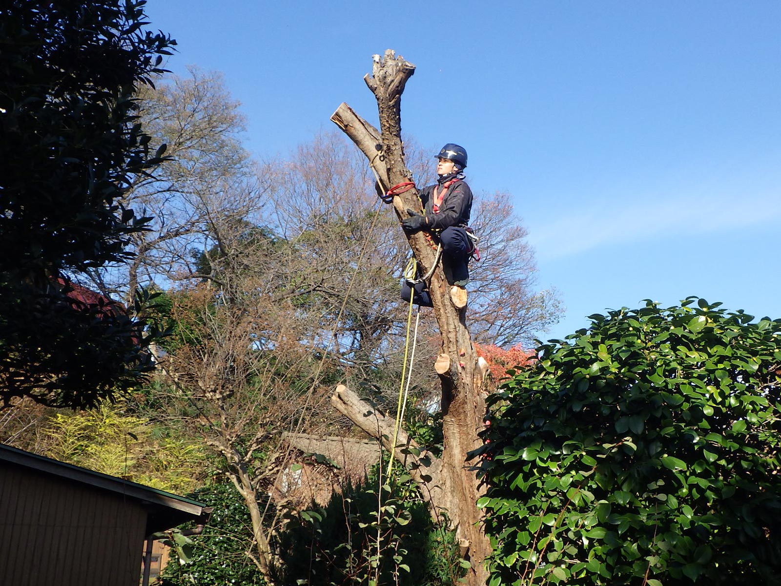 緑地伐採管理 - 株式会社緑心園