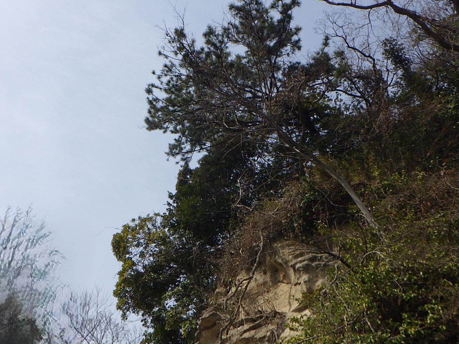 緑地伐採管理 - 株式会社緑心園