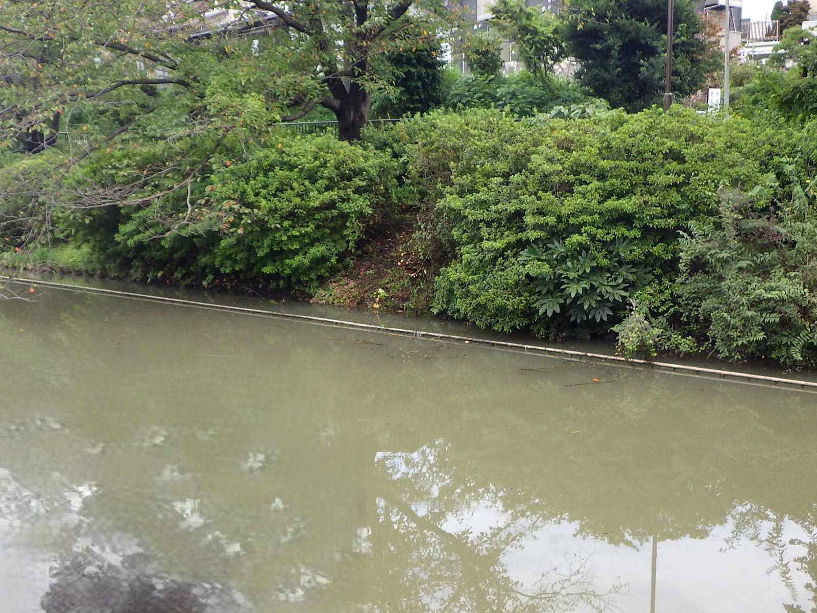 緑地伐採管理 - 株式会社緑心園