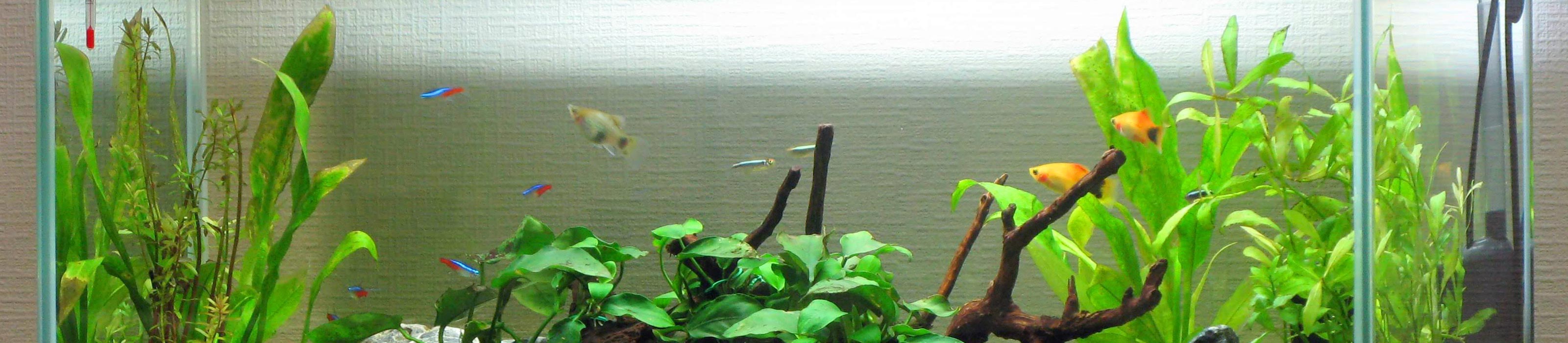 アクアリウム用品 - THE 2HR AQUARIST JAPAN