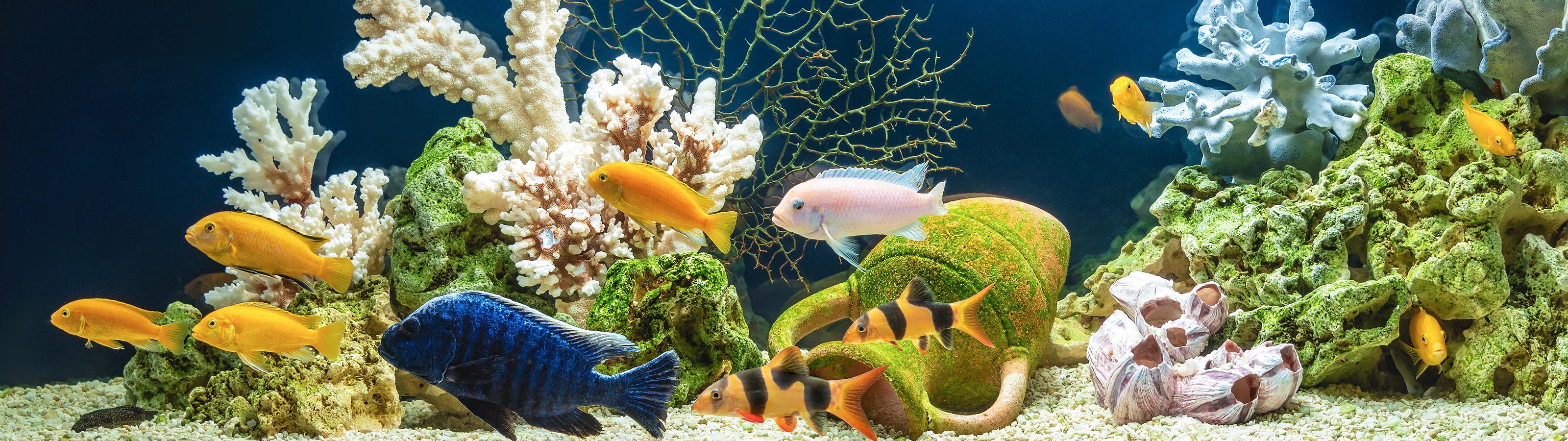 アクアリウム用品 - THE 2HR AQUARIST JAPAN