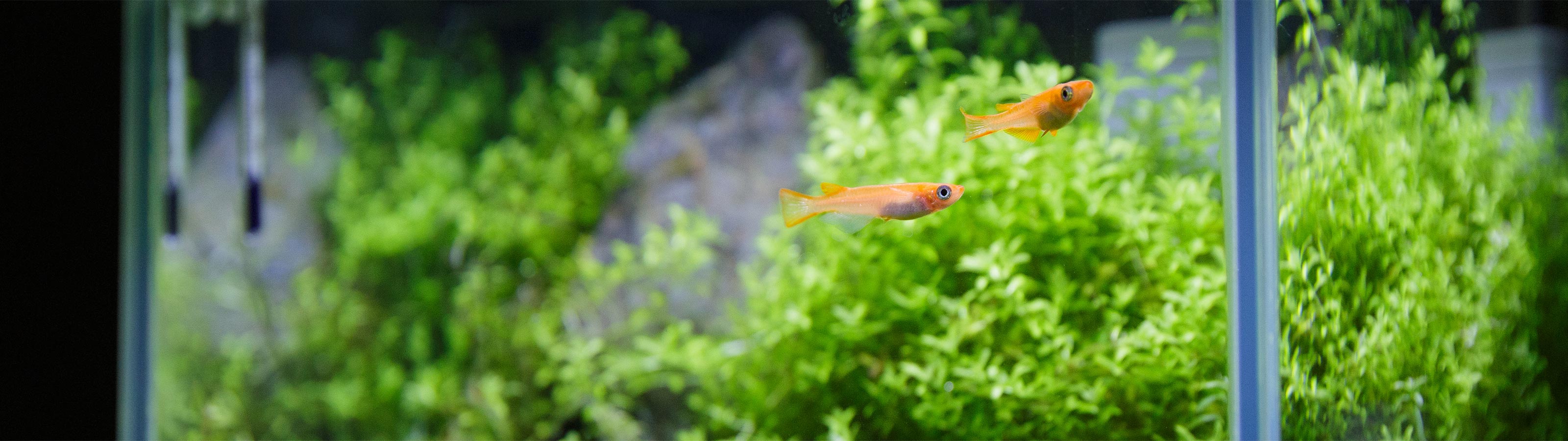アクアリウム用品 - THE 2HR AQUARIST JAPAN