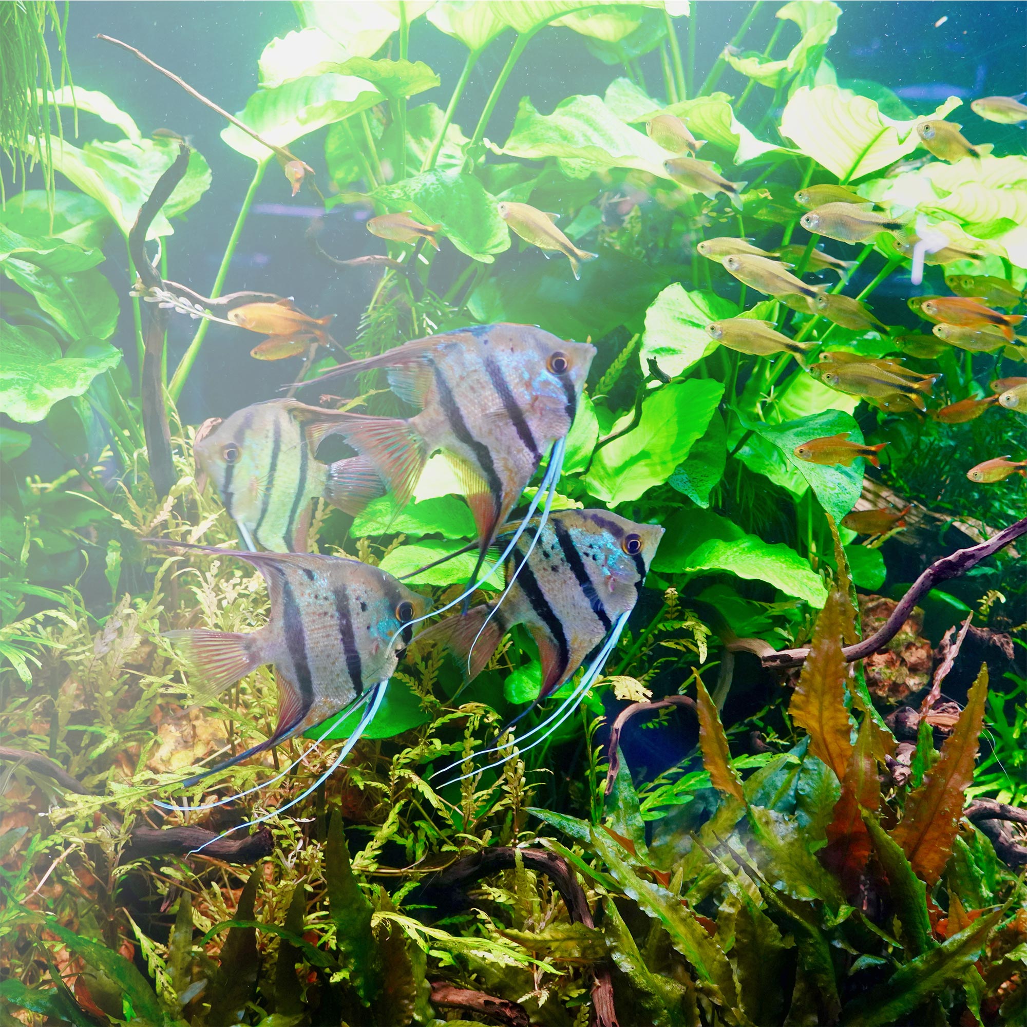 アクアリウム用品 - THE 2HR AQUARIST JAPAN